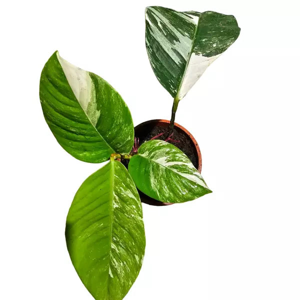 Rhaphidophora Foraminifera Variegated - Rare