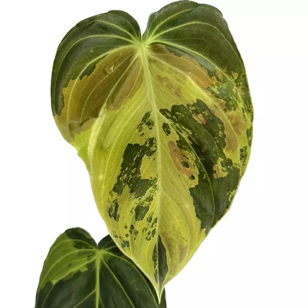 Philodendron Melanochrysum Variegated (Melano Variegated)