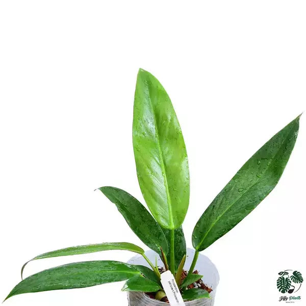 Philodendron Morning Sun (Philodendron Patriciae x Ruizii)- Rare