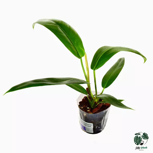 Philodendron Morning Sun (Philodendron Patriciae x Ruizii)- Rare