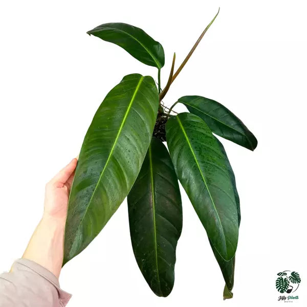 Philodendron Morning Sun (Philodendron Patriciae x Ruizii)- Rare