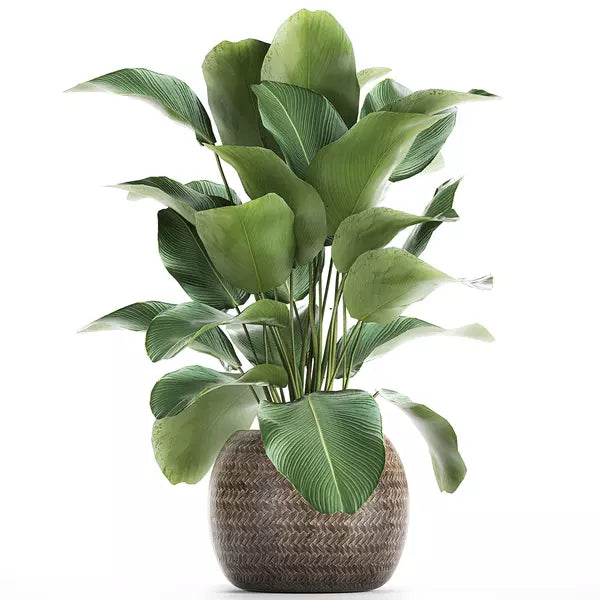 Calathea Lutea Miniature - Cigar Plant (Outdoor plant)