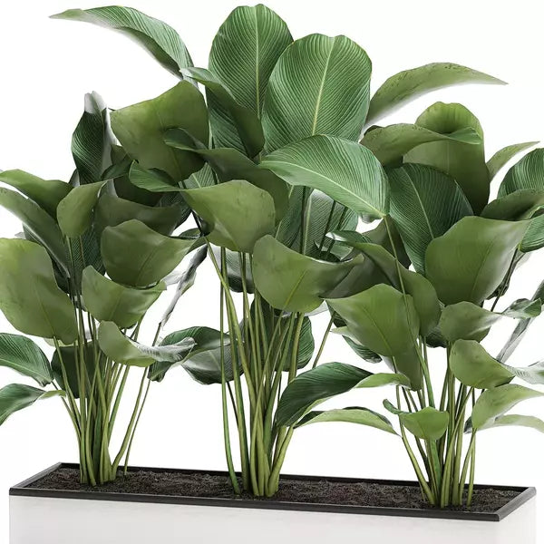 Calathea Lutea Miniature - Cigar Plant (Outdoor plant)