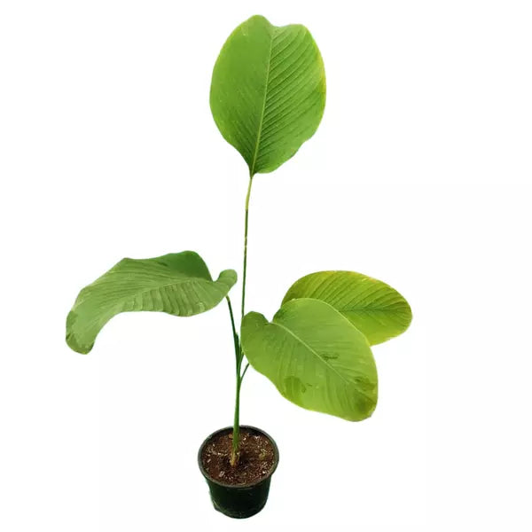 Calathea Lutea Miniature - Cigar Plant (Outdoor plant)