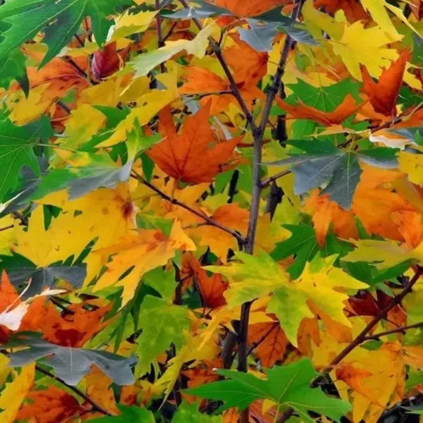 Platanus Orientalis, Chinar Tree- Plant