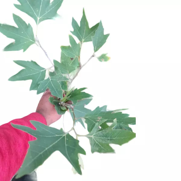 Platanus Orientalis, Chinar Tree- Plant