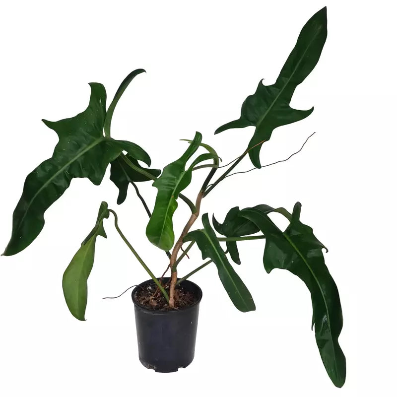 Philodendron Jerry Horne- Rare