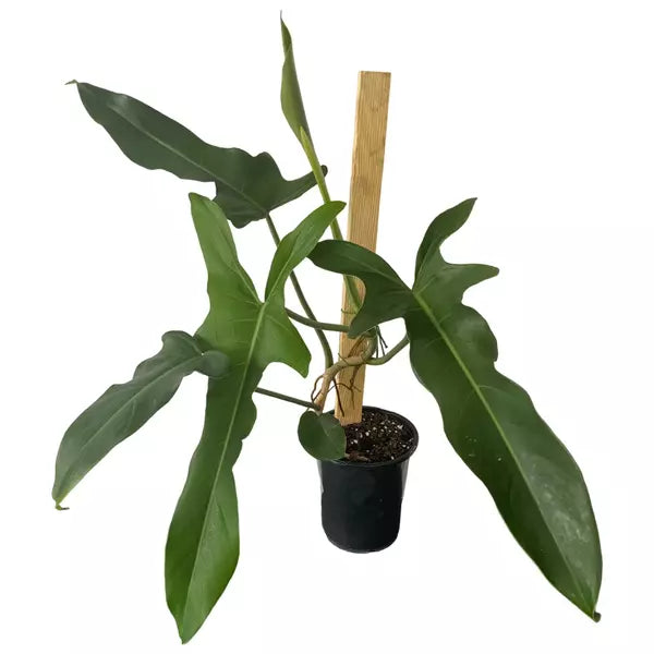 Philodendron Jerry Horne- Rare