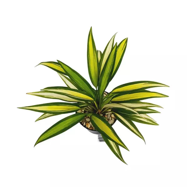 Chlorophytum Capense Variegated | Spider Plant variegated