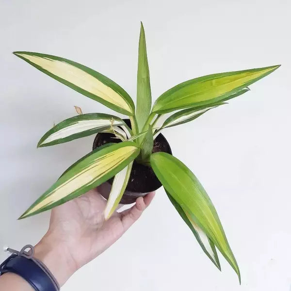 Chlorophytum Capense Variegated | Spider Plant variegated