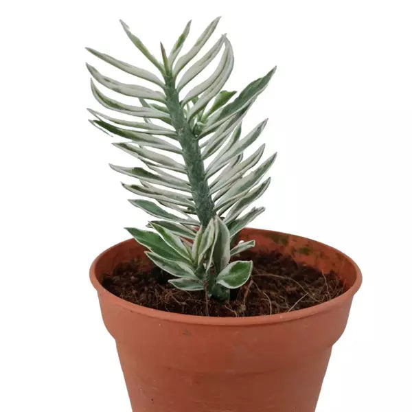 Euphorbia Tithymaloides (Variegated Dwarf Devils Backbone)