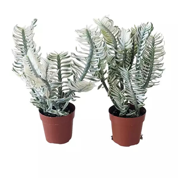 Euphorbia Tithymaloides (Variegated Dwarf Devils Backbone)