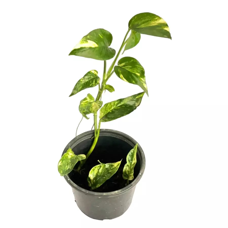 Epipremnum Pinnatum Yellow Flame - Rare