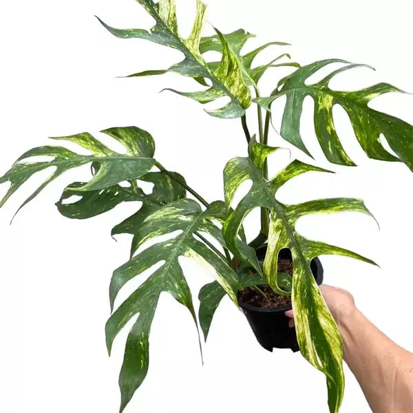 Epipremnum Pinnatum Yellow Flame - Rare