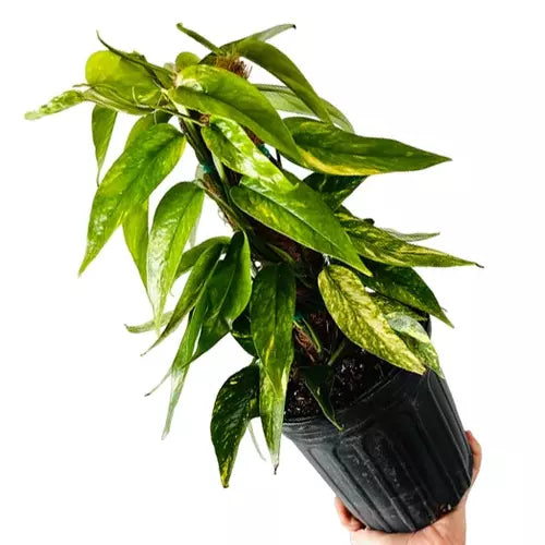 Epipremnum Pinnatum Yellow Flame - Rare