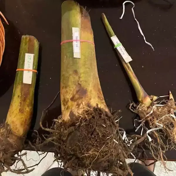 Zingiber spectabile 'Giant Orange Beehive' | Honey Comp Shampoo