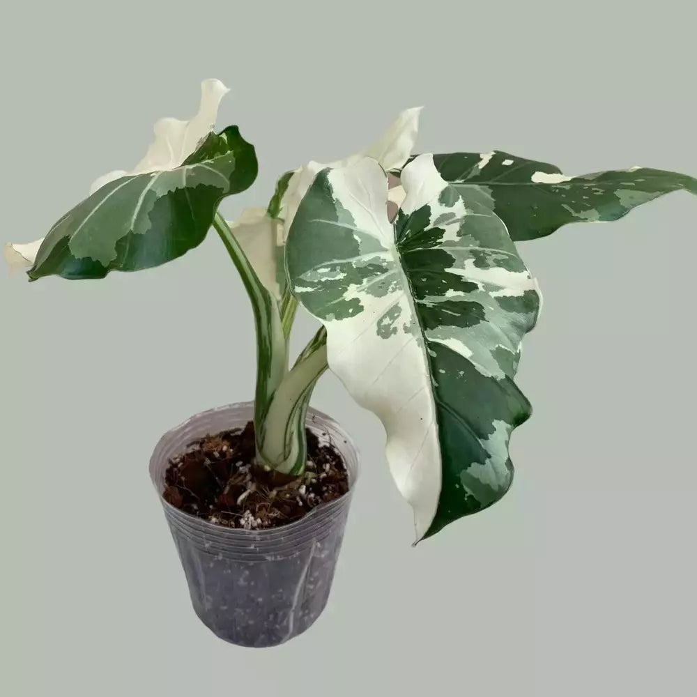 Variegated Alocasia Odora Okinawa Silver - Rare