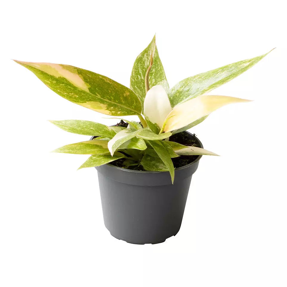 Philodendron Ring Of Fire Variegated - Rare - SMALL