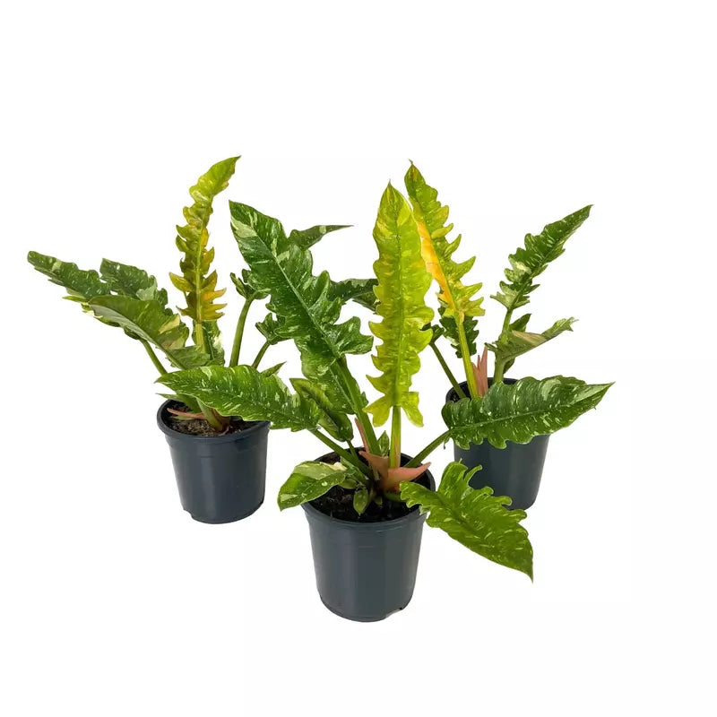 Philodendron Ring Of Fire Variegated - Rare