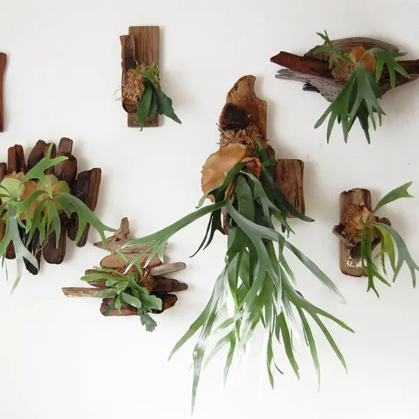 Staghorn Fern - Rare