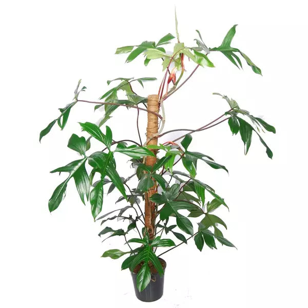 Philodendron Florida Green
