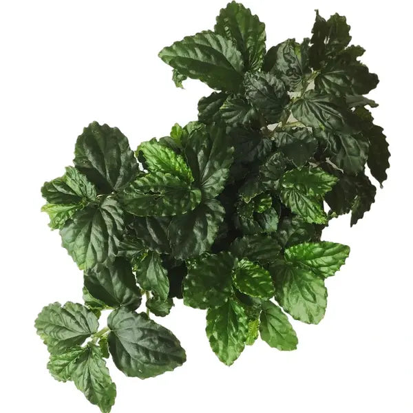 Pellionia New Emerald Green