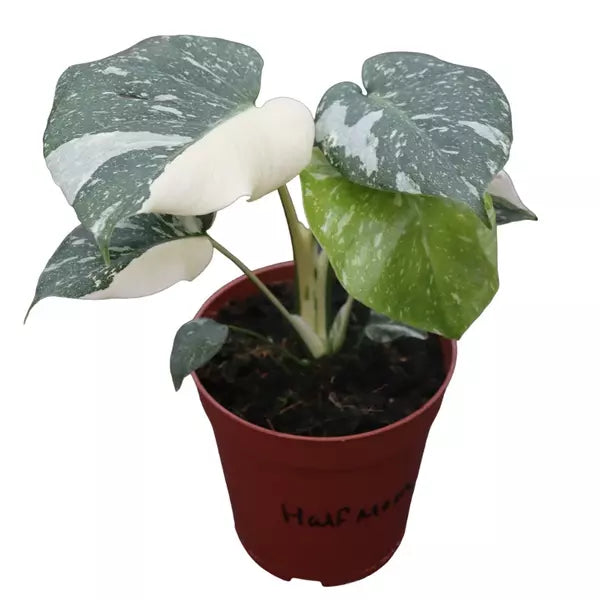 Monstera Thai Constellation (Creamy Allusion) - Rare