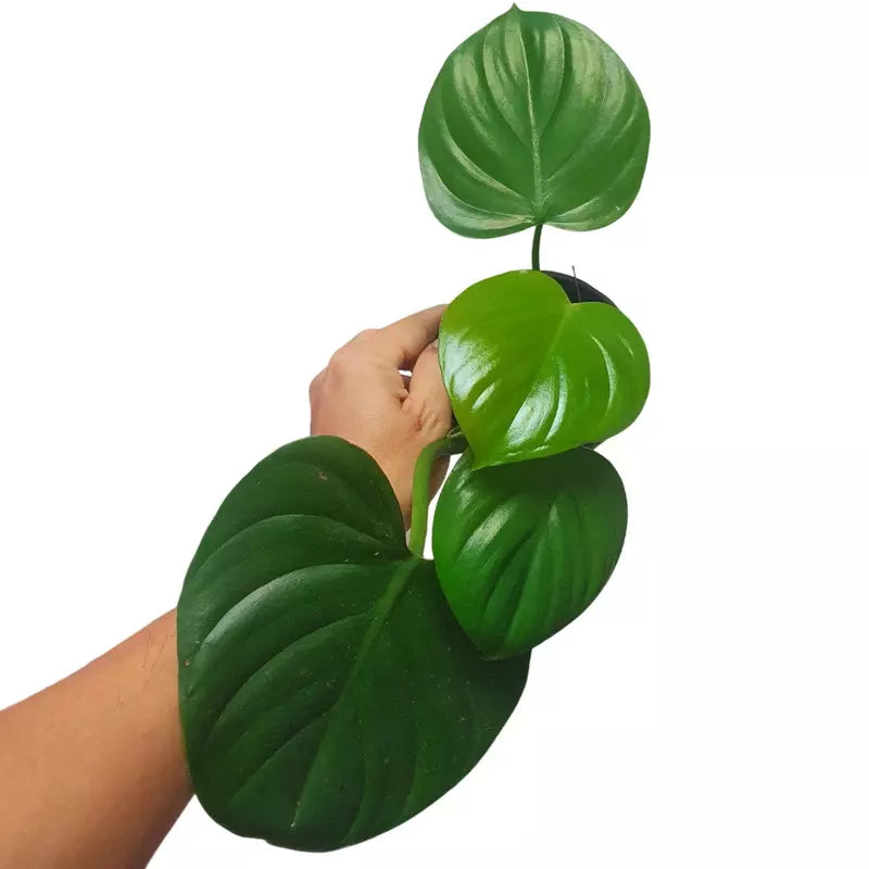 Philodendron Eximium - Rare