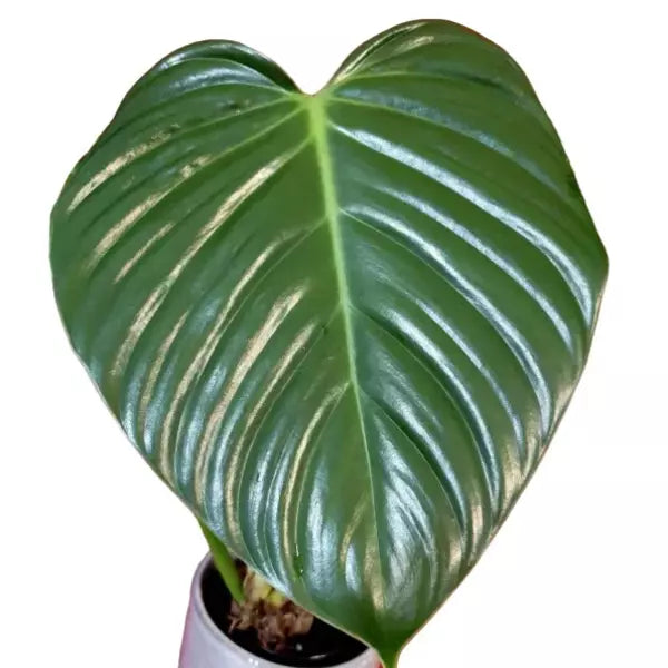 Philodendron Eximium - Rare