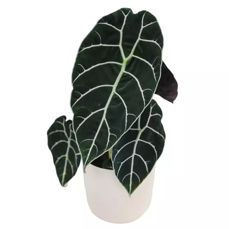 Alocasia Watsoniana -Rare