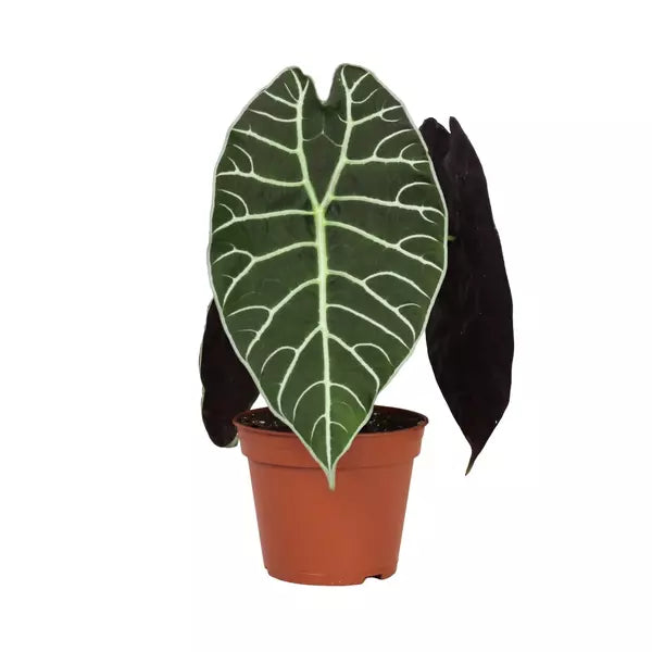 Alocasia Watsoniana -Rare