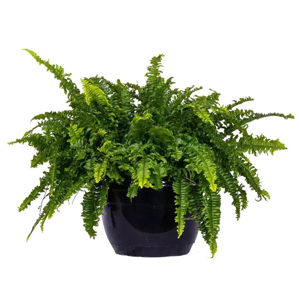 Boston fern, Nephrolepis Exaltata