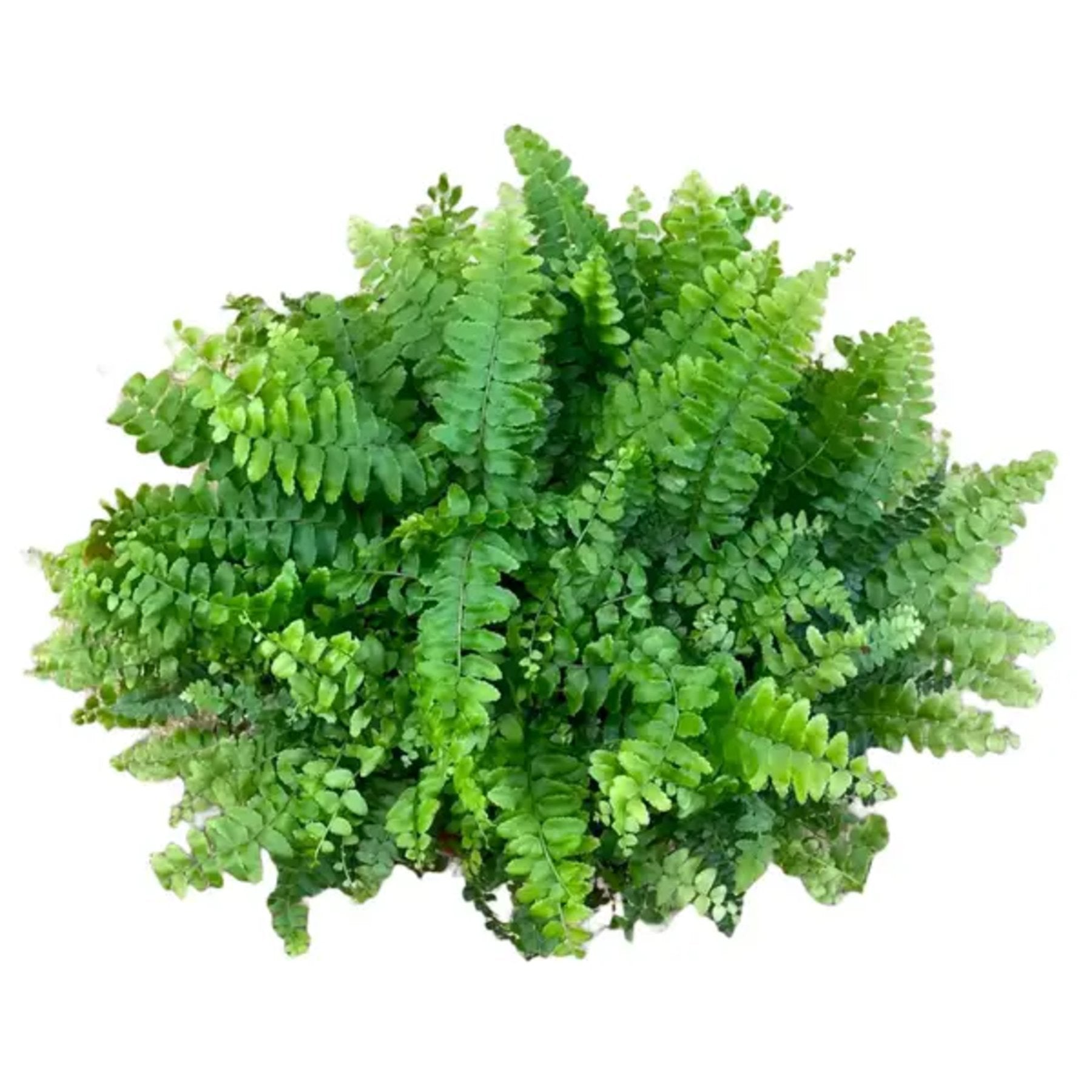 Pom Pom Fern – Lush, curly Pom Pom fern foliage in a jiffy pot – Jiffy Sized