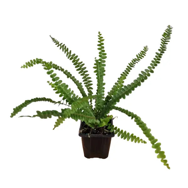 Nephrolepis Cordifolia | Tuber Ladder Fern