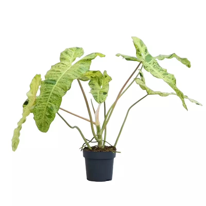Philodendron Paraiso Verde - Rare - MEDIUM