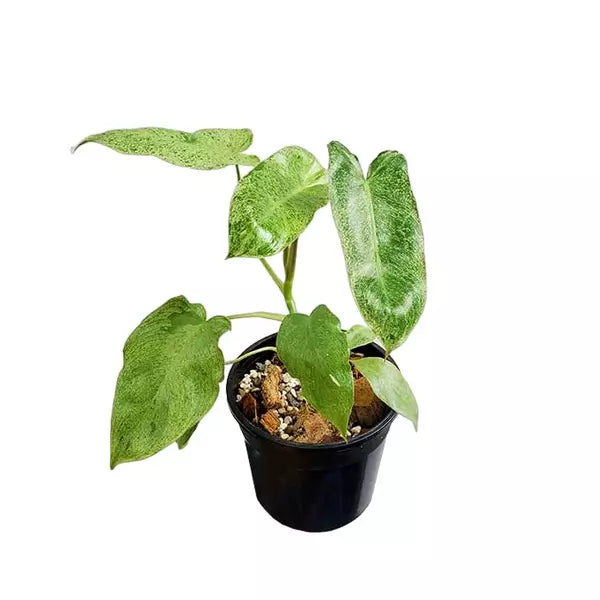 Philodendron Paraiso Verde - Rare - SMALL
