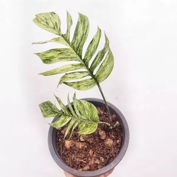 Epipremnum Pinnatum Mint - Rare