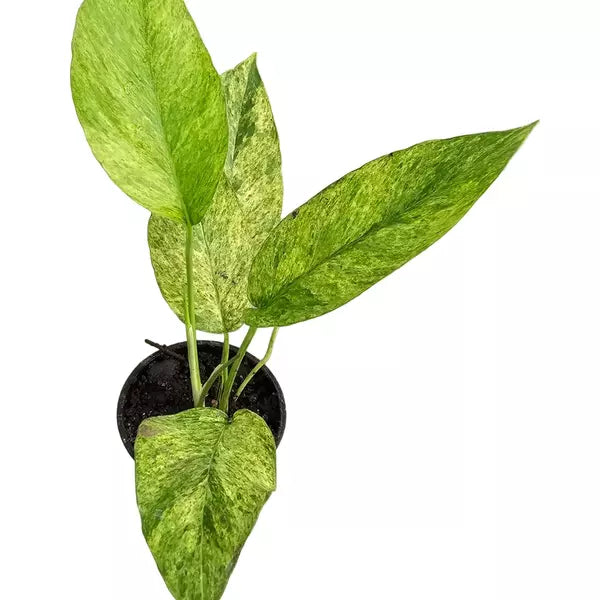 Epipremnum Pinnatum Mint - Rare