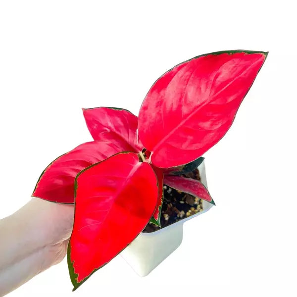 Aglaonema Thailand Red - Rare - SINGLE