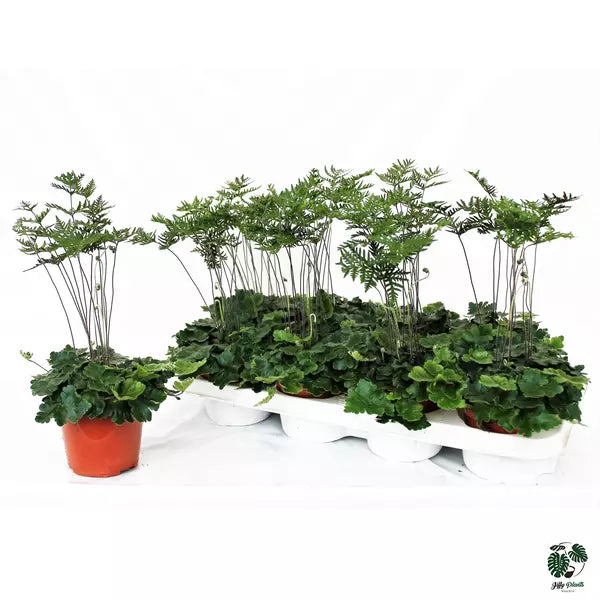 Doryopteris Cordata, Antenna Fern - Rare