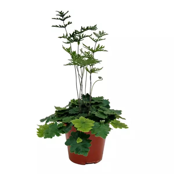 Doryopteris Cordata, Antenna Fern - Rare