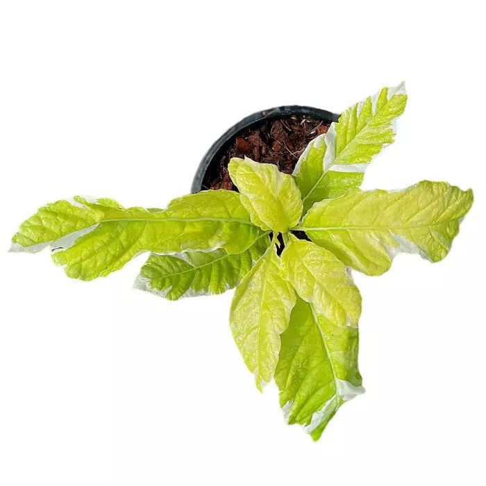 Pisonia Grandis Variegated | Variegated Moonlight Tree | Variegated LettuceTree - Rare