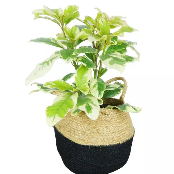 Pisonia Grandis Variegated | Variegated Moonlight Tree | Variegated LettuceTree - Rare