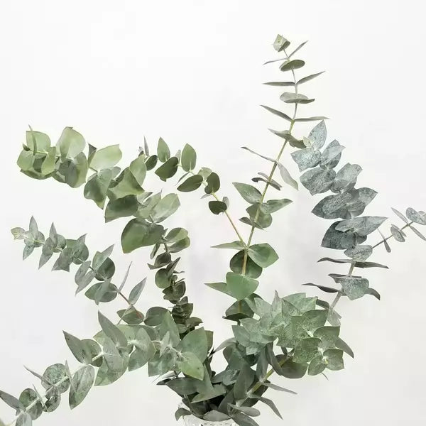 Baby Dollar plant