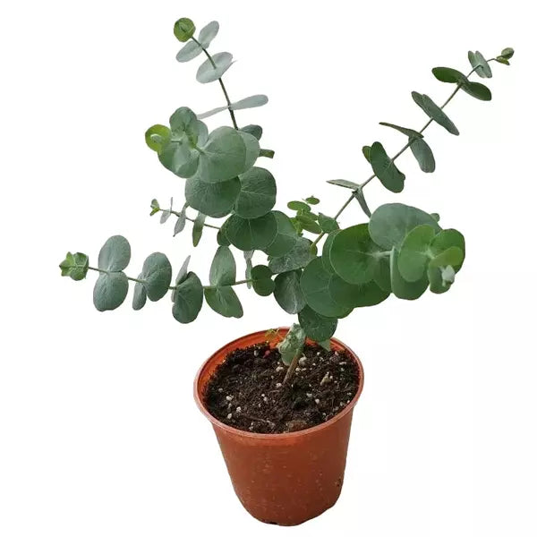 Baby Dollar plant