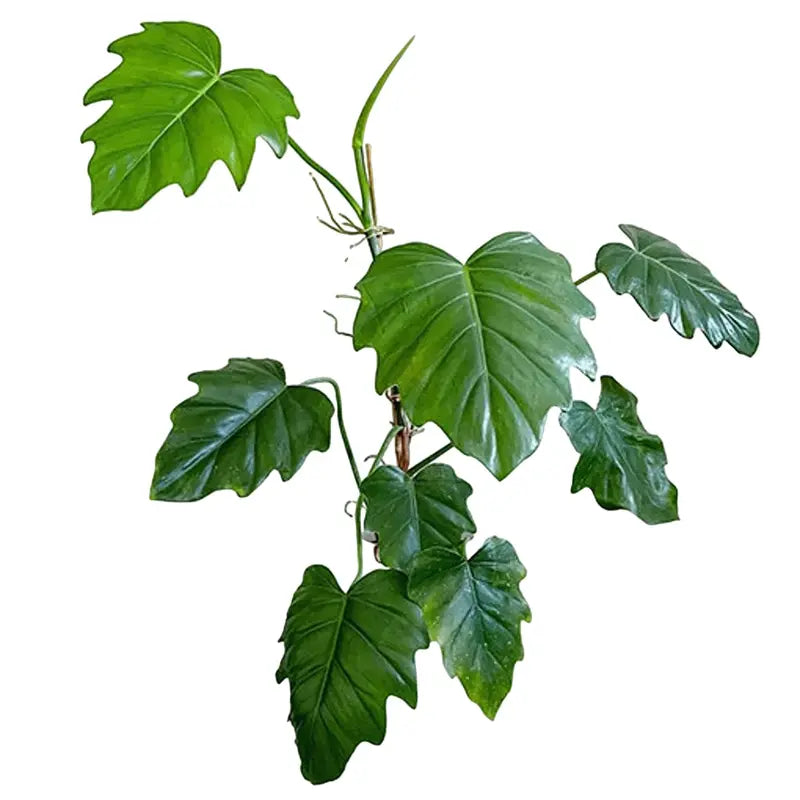 Philodendron Lacerum (Non-tissue) - Rare