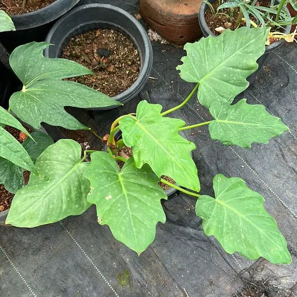 Philodendron Lacerum (Non-tissue) - Rare