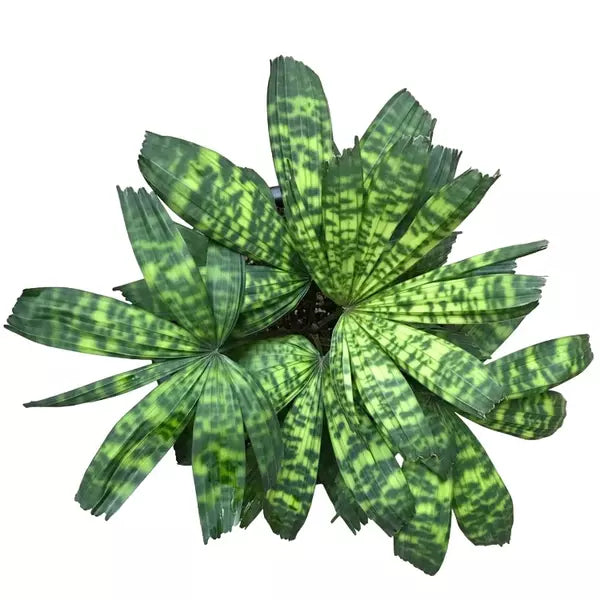 Licuala mattanensis 'Mapu', Paradise Palm - Rare