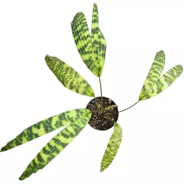 Licuala mattanensis 'Mapu', Paradise Palm - Rare