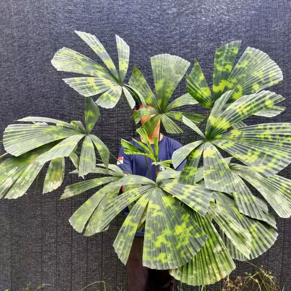 Licuala mattanensis 'Mapu', Paradise Palm - Rare